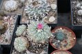 Lophophora jourdaniana1